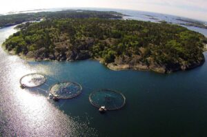 Salmonfarm säästää päiviä palkanlaskennassa Linkityn avulla